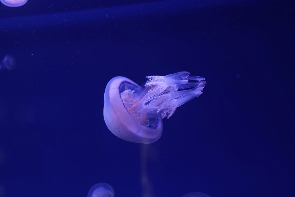 Jellyfish
