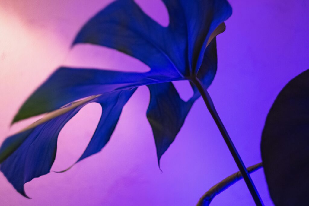 Leaf in purple lighting