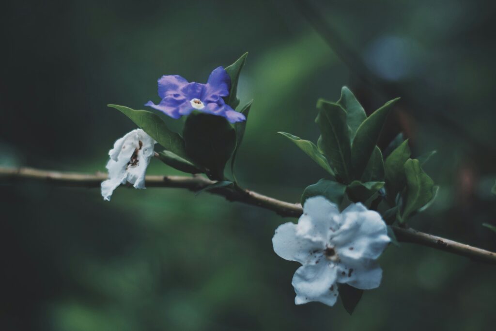White and purple flowers