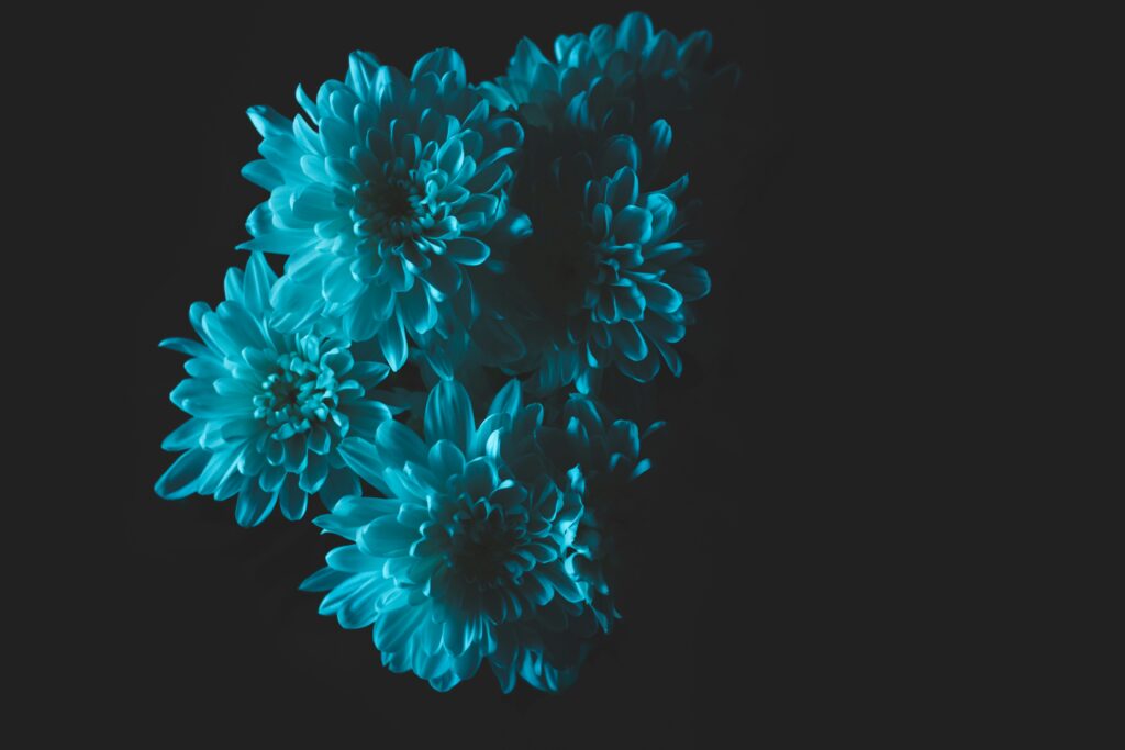 White flowers in the blue light