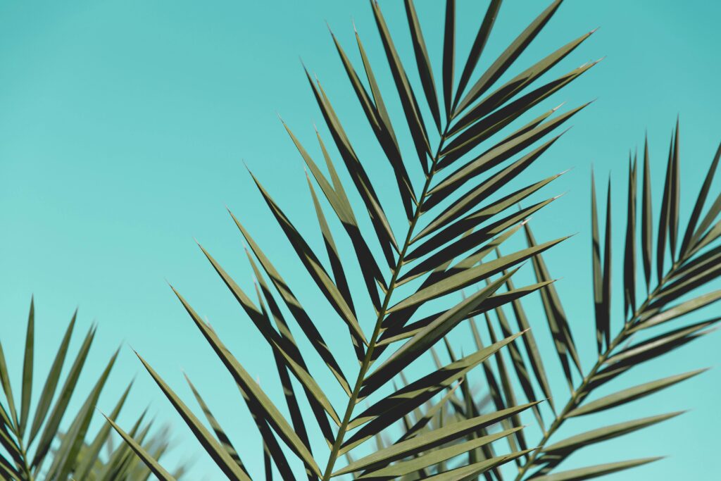 Palm Frown