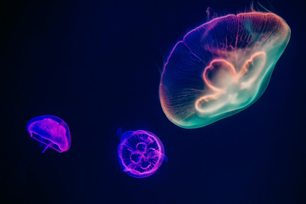 Jellyfish (Rainbow)