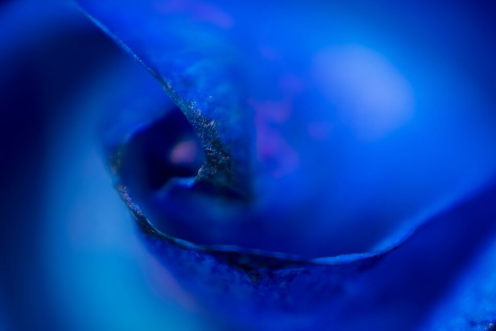 Blue rose