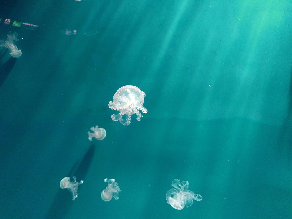 Jellyfish