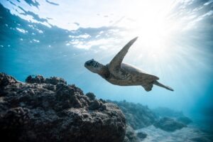 Sea Turtle In the Ocean