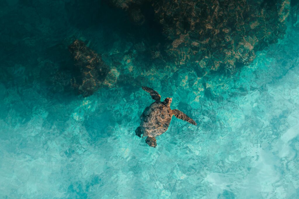 SEA TURTLE