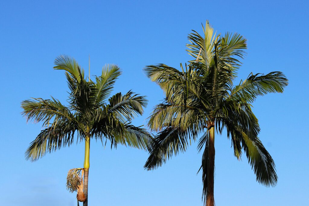 Palm Trees with Blue Sky