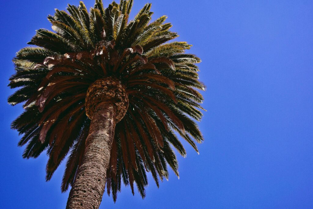 Palm tree