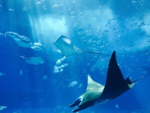 Swimming with the Stingrays
